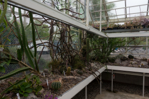 Sukkulenten-Sammlung