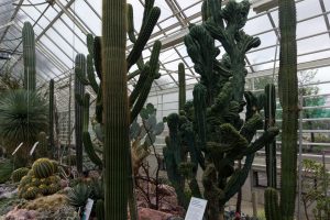 Sukkulenten-Sammlung