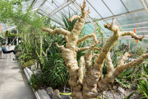 Sukkulenten-Sammlung