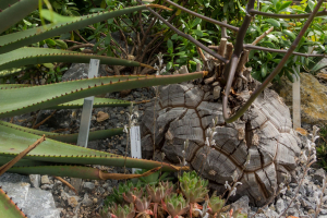 Sukkulenten-Sammlung