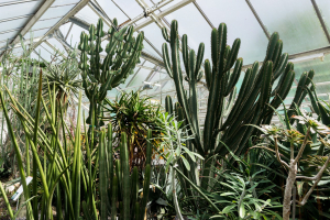 Sukkulenten-Sammlung