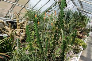 Sukkulenten-Sammlung