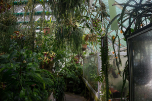 Sukkulenten-Sammlung