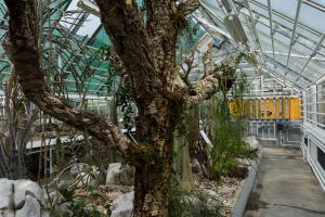 Sukkulenten-Sammlung