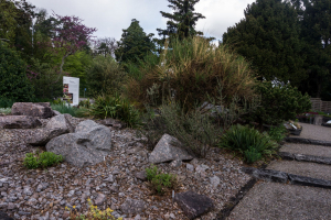 Sukkulenten-Sammlung