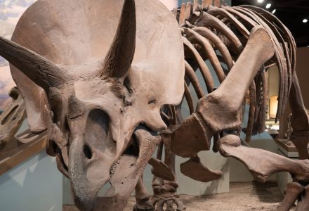 Field Museum of Natural History